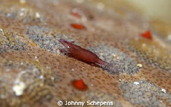 Red Sea star "mouse Shrimp" during a night dive by Johnny Schepens 